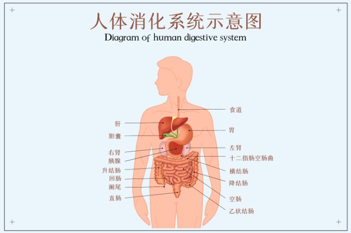 摄图网_401809047_人体消化系统示意图（非企业商用）.jpg