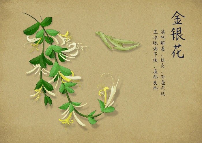 摄图网_400958272_中药手绘(非企业商用).jpg 摄图网_400958272_中药手绘(非企业商用).jpg